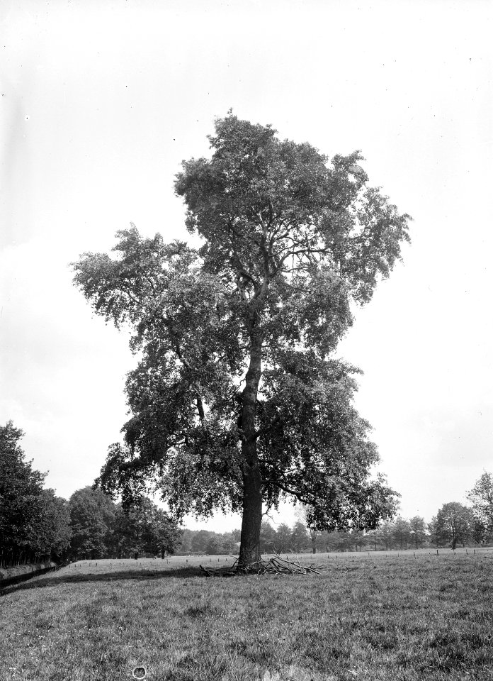 Bomen , abeel, Bestanddeelnr 192-0621