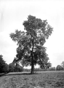 Bomen , abeel, Bestanddeelnr 192-0621