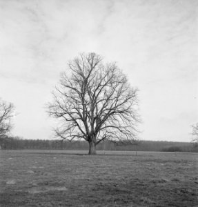 Bomen, Bestanddeelnr 251-7537