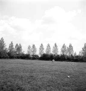 Bomen, weilanden, overzichten, Bestanddeelnr 253-6211