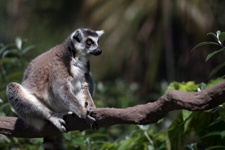 Fauna animal mammal