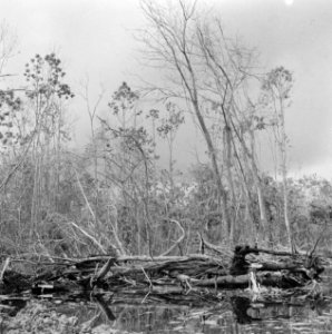 Bomen, struiken, Bestanddeelnr 250-8349