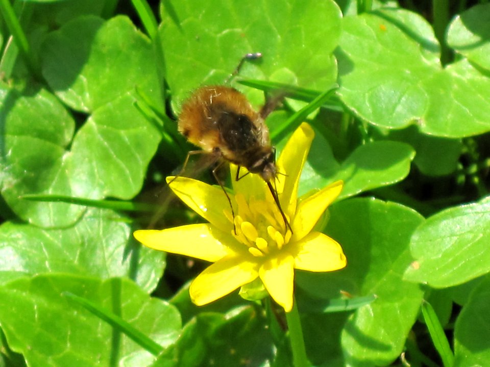 Bombylius major (Large bee fly) in flight, Arnhem, the Netherlands