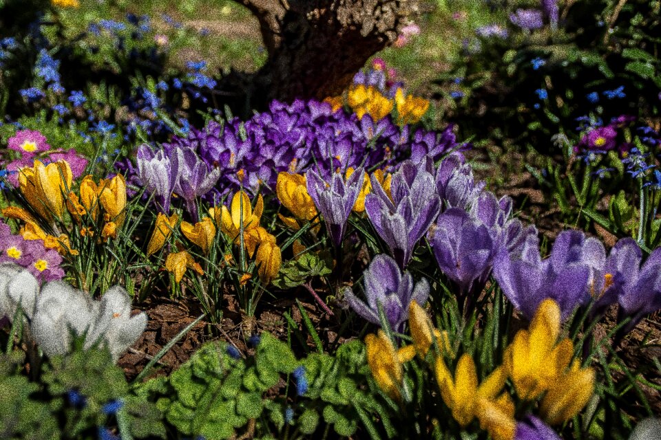 Spring flower flower purple