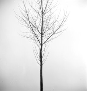 Bomen, boomtoppen, Bestanddeelnr 251-8748