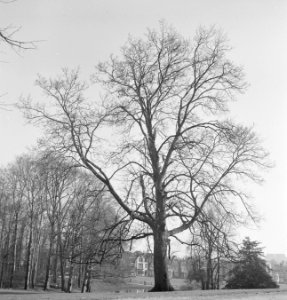 Bomen, Bestanddeelnr 251-7540