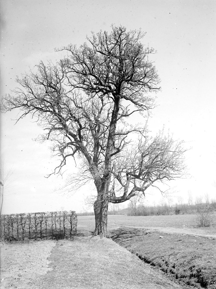 Bomen, Bestanddeelnr 192-0522