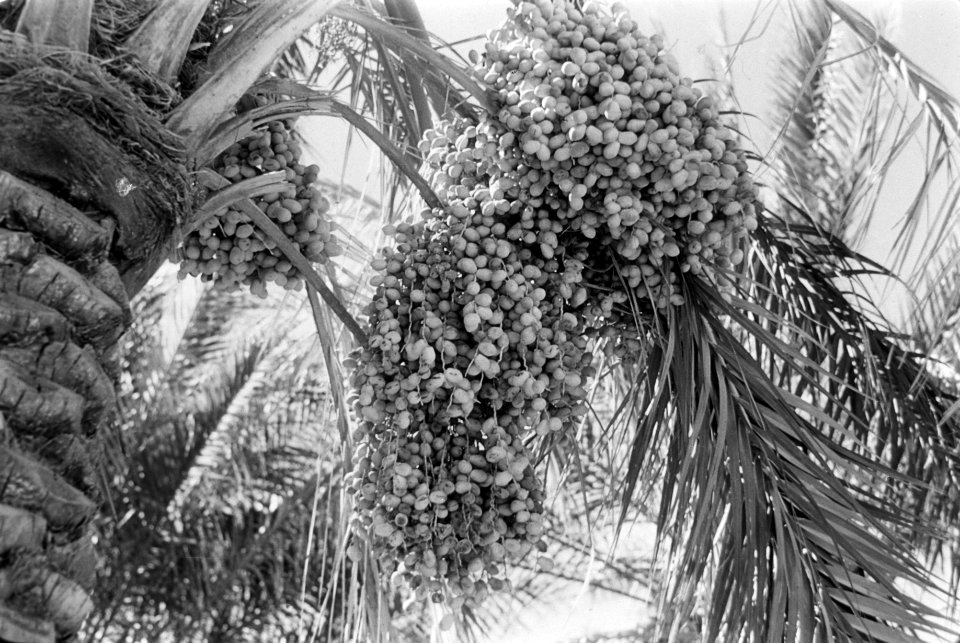 Bomen, Bestanddeelnr 251-3453