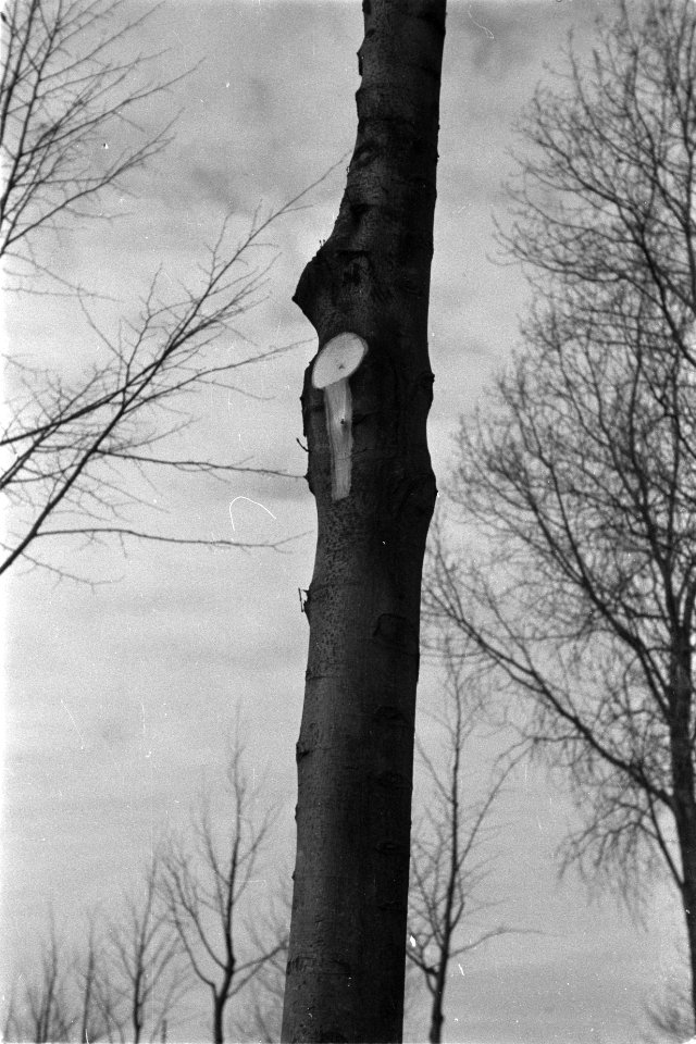 Bomen, snoeiwonden, Bestanddeelnr 170-0683
