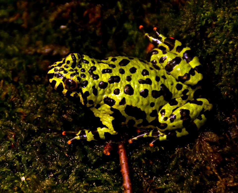 Bombina orientalis Genève 24102014
