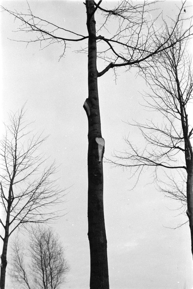 Bomen, snoeien, snoeiwonden, Bestanddeelnr 170-0679