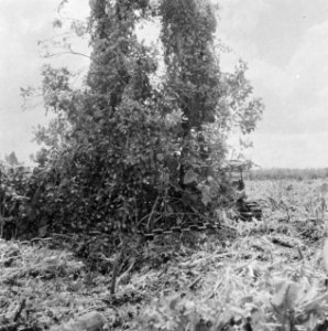 Bomen, werktuigen, Bestanddeelnr 250-8344