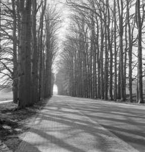 Bomen, wegen, Bestanddeelnr 251-7533