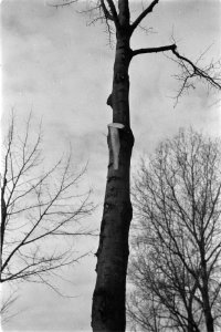 Bomen, snoeiwonden, Bestanddeelnr 170-0682