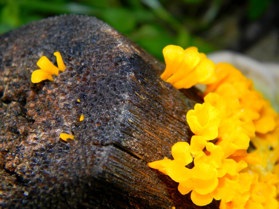 Fresh fungus nature