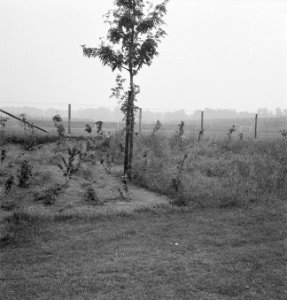 Bomen, struiken, afrasteringen, Bestanddeelnr 251-9948