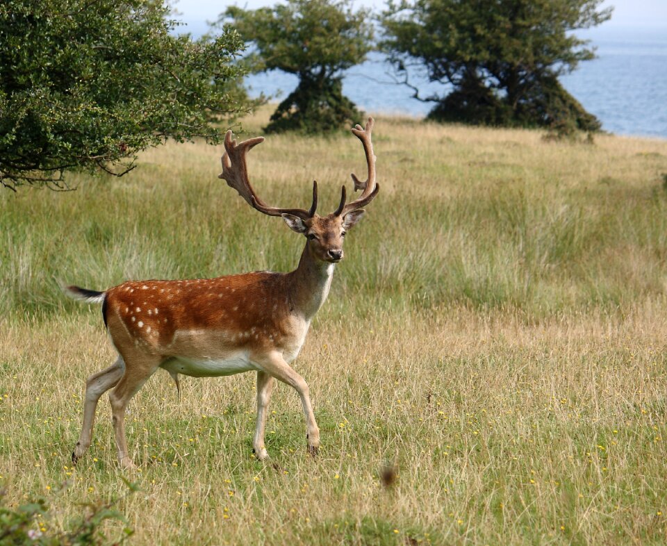 Fallow deer game natural