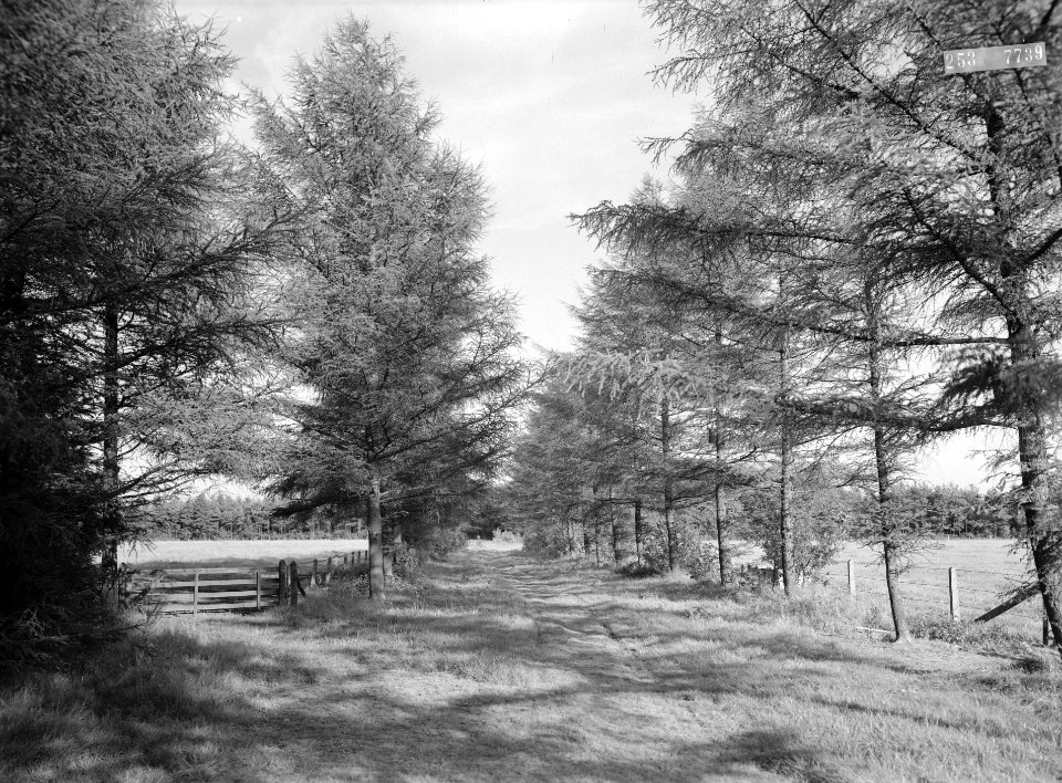 Bomen, weilanden, afrasteringen, Bestanddeelnr 253-7739