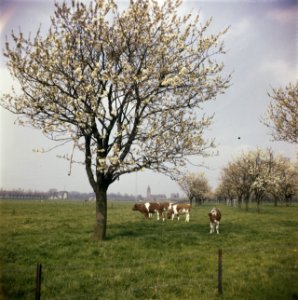 Bomen, weilanden, koeien, Bestanddeelnr 254-7347