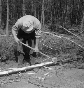 Bomen, zagen, werkzaamheden, Bestanddeelnr 169-0072