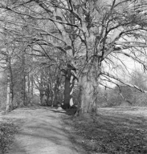 Bomen, Bestanddeelnr 251-7515