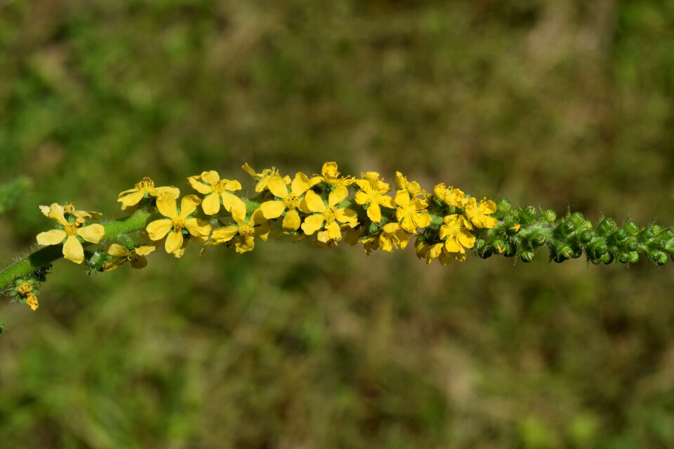 Small wild flower field flower