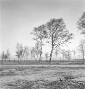 Bomen, Bestanddeelnr 251-7520