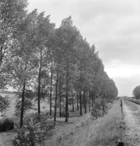 Bomen, Bestanddeelnr 251-8498