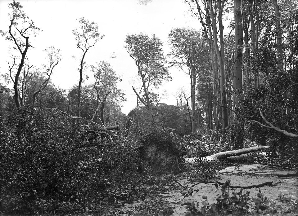 Bomen, stormschade, haagse bos, Bestanddeelnr 192-0634