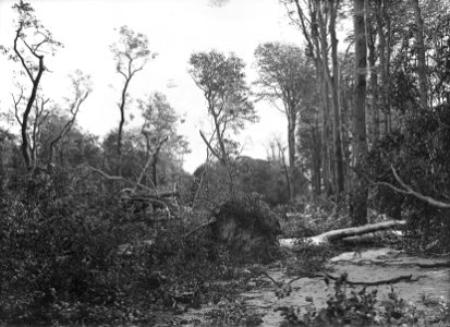 Bomen, stormschade, haagse bos, Bestanddeelnr 192-0634