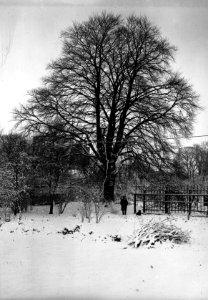 Bomen , bruine beuk, Utrecht, Bestanddeelnr 192-0050