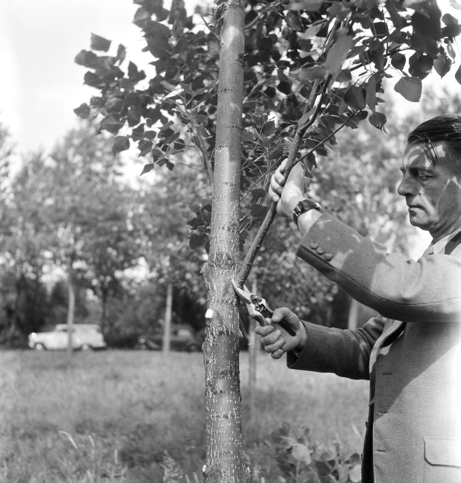 Bomen, arbeiders, gereedschappen, snoeien, snoeischaren, Bestanddeelnr 251-8551