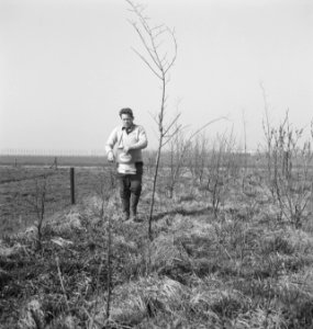 Bomen, arbeiders, werkzaamheden, Bestanddeelnr 253-5727