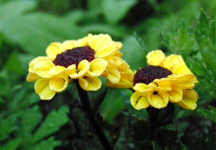 Nature flower yellow photo