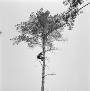 Bomen, arbeiders, klimmen, Bestanddeelnr 251-9557