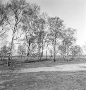 Bomen, Bestanddeelnr 251-7519
