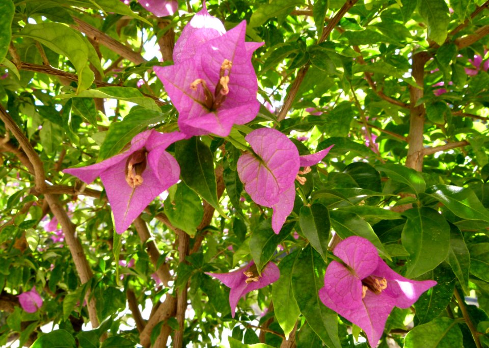Bougainvillea glabra serres du jardin du Luxembourg 2
