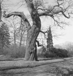 Bomen, Bestanddeelnr 251-7512