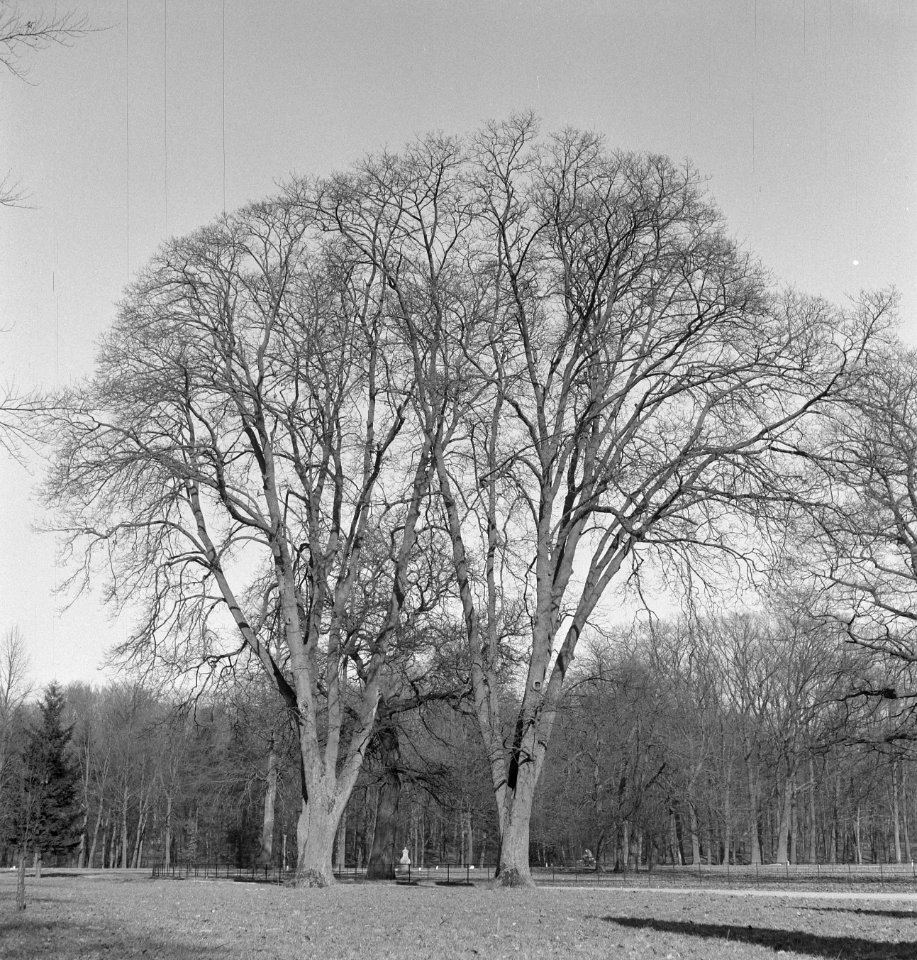 Bomen, Bestanddeelnr 251-7541