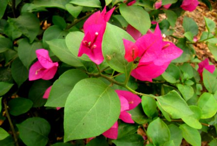 Bougainvillier - thaïlande