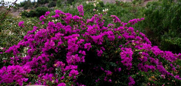 Bougainvilliers mauves