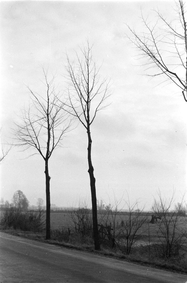 Bomen, Bestanddeelnr 170-0681