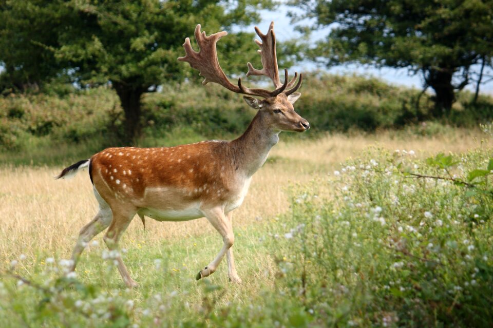 Fallow deer game natural