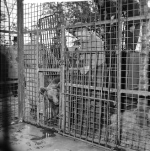 Boltini-beren in Blijdorp, Bestanddeelnr 913-9836