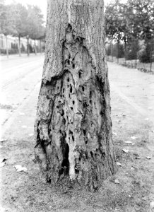 Bomen, beschadigingen, populier, rode wilgenhoutrups, Bestanddeelnr 192-0656