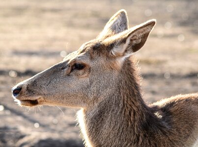 Female animal mammal