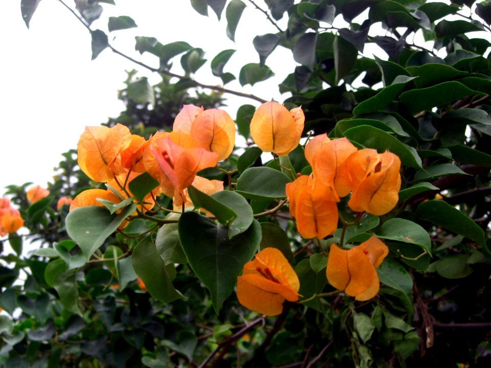 Bougainvilliers in Da Lat