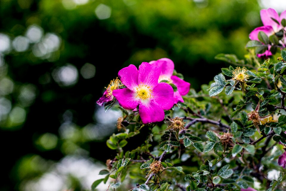 Spring green floral