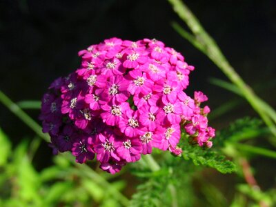 Grass nature macro