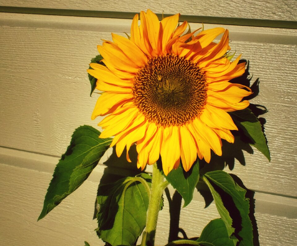Yellow nature summer